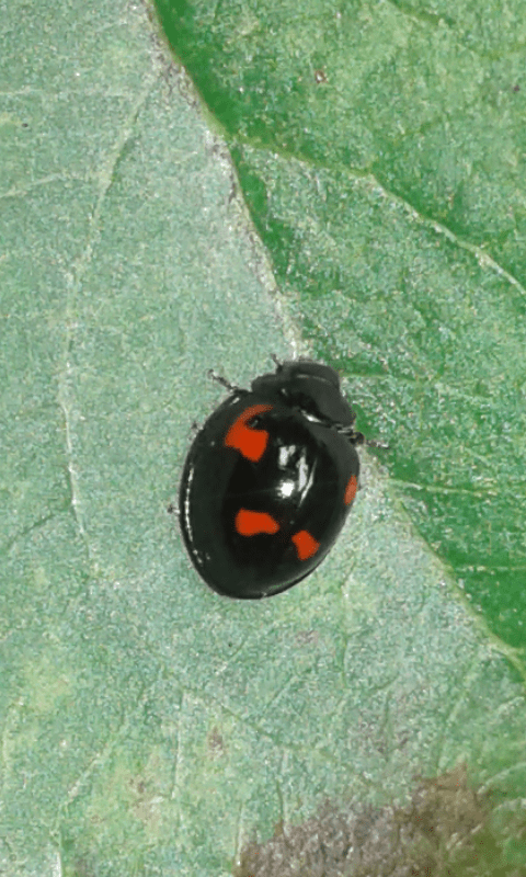 Coccinellidae : Exochomus quadripustulatus? S.